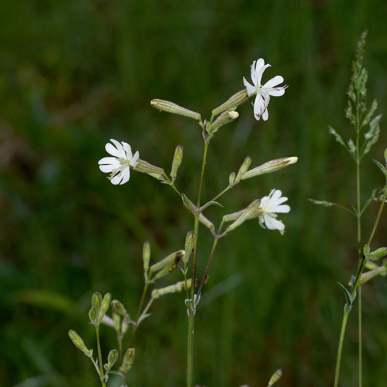 Silene italica flower