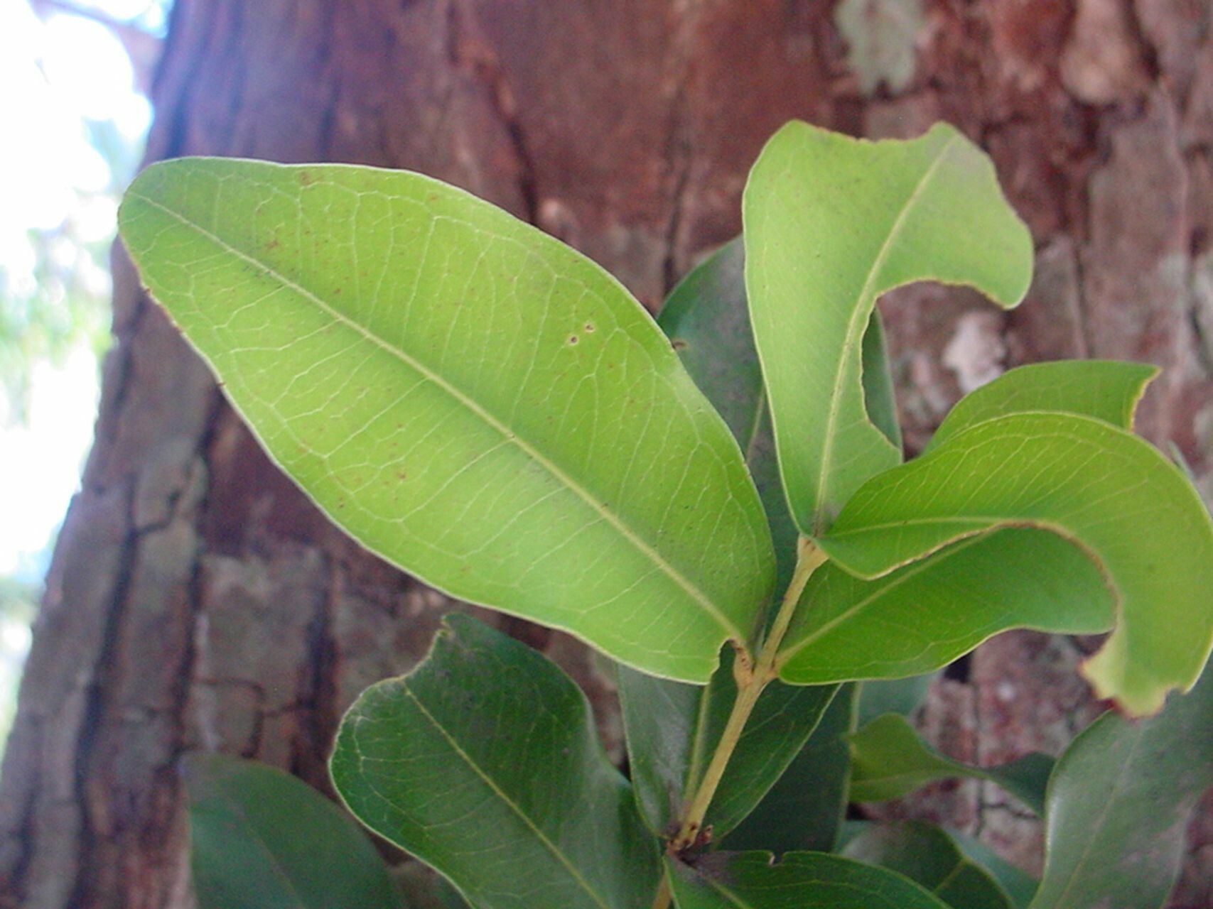 Syzygium neoeugenioides leaf