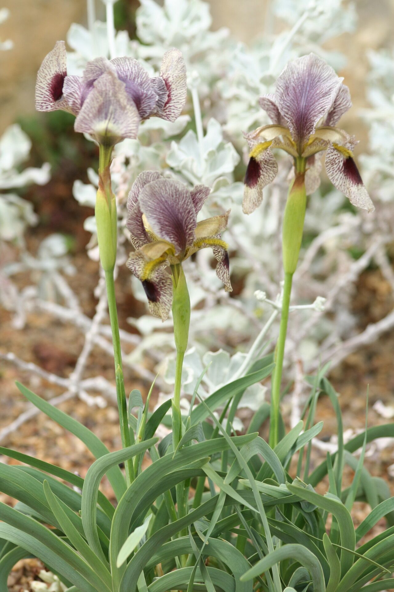 Iris sari — houseplant care guide