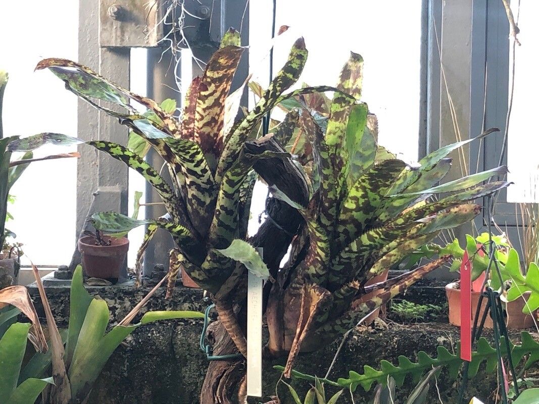 Aechmea orlandiana — search result for 'Aechmea'