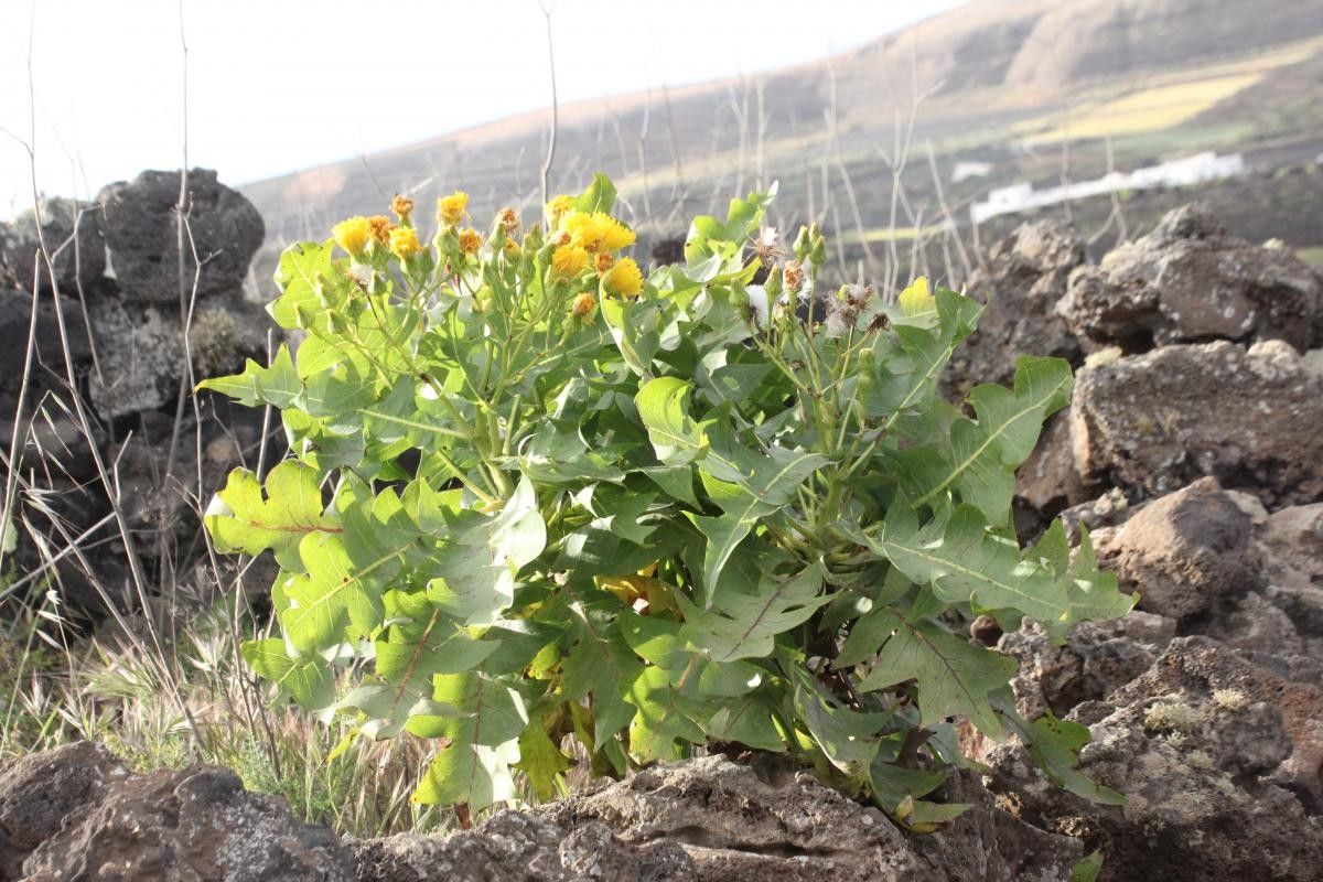 Sonchus pinnatifidus flower
