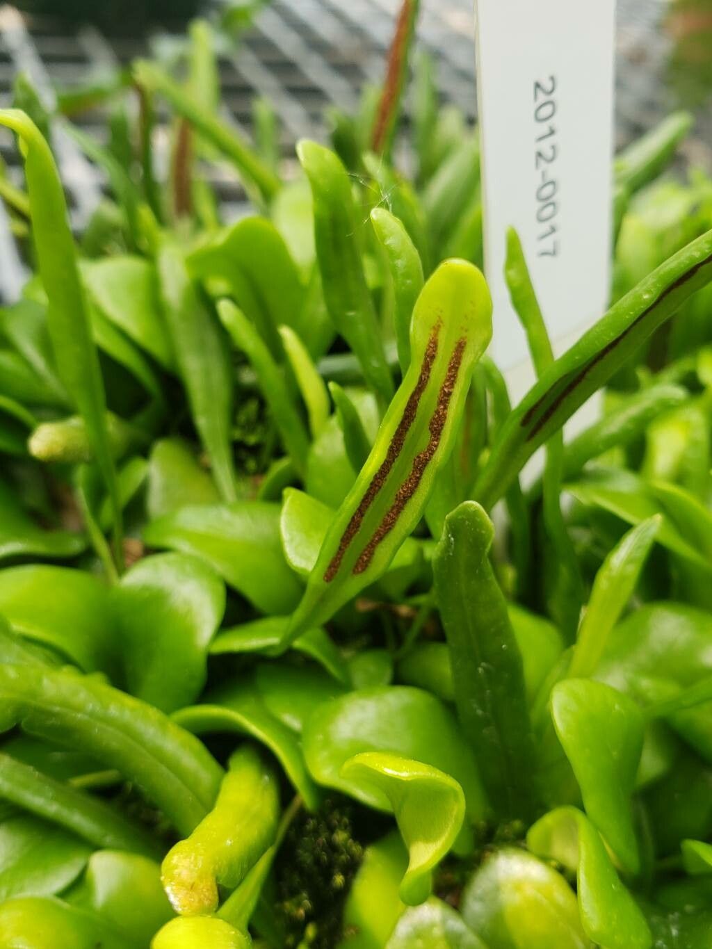 Lepisorus microphyllus fruit