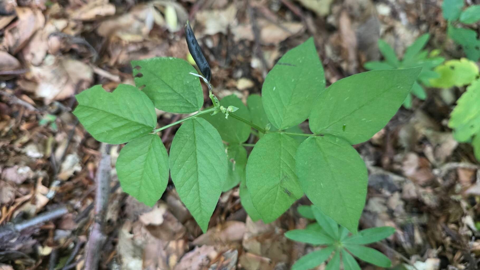 Vicia oroboides leaf