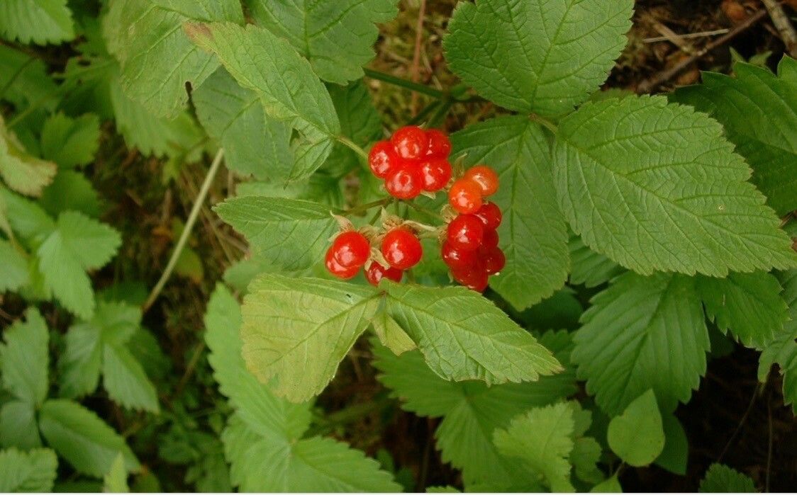 Rubus saxatilis fruit