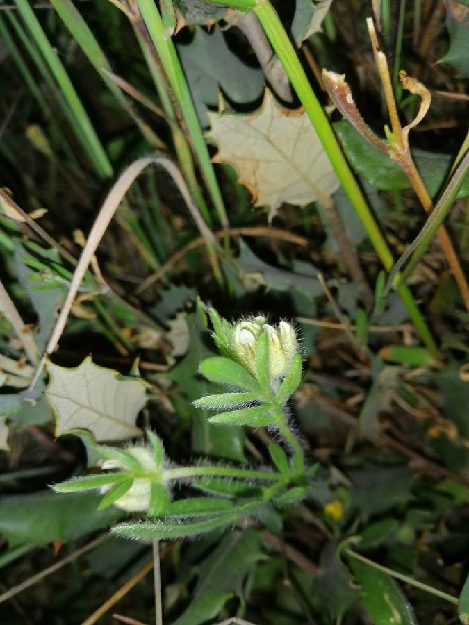 Anthyllis cornicina flower