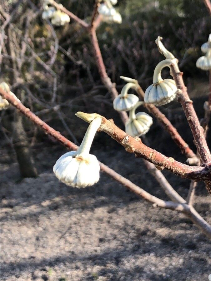 Edgeworthia tomentosa fruit