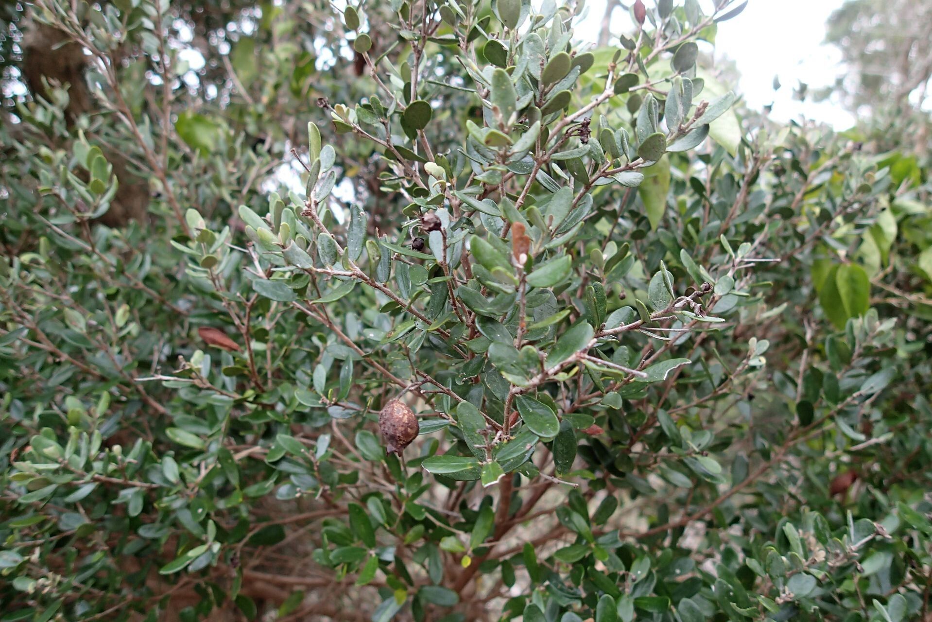 Eugenia balansae habit