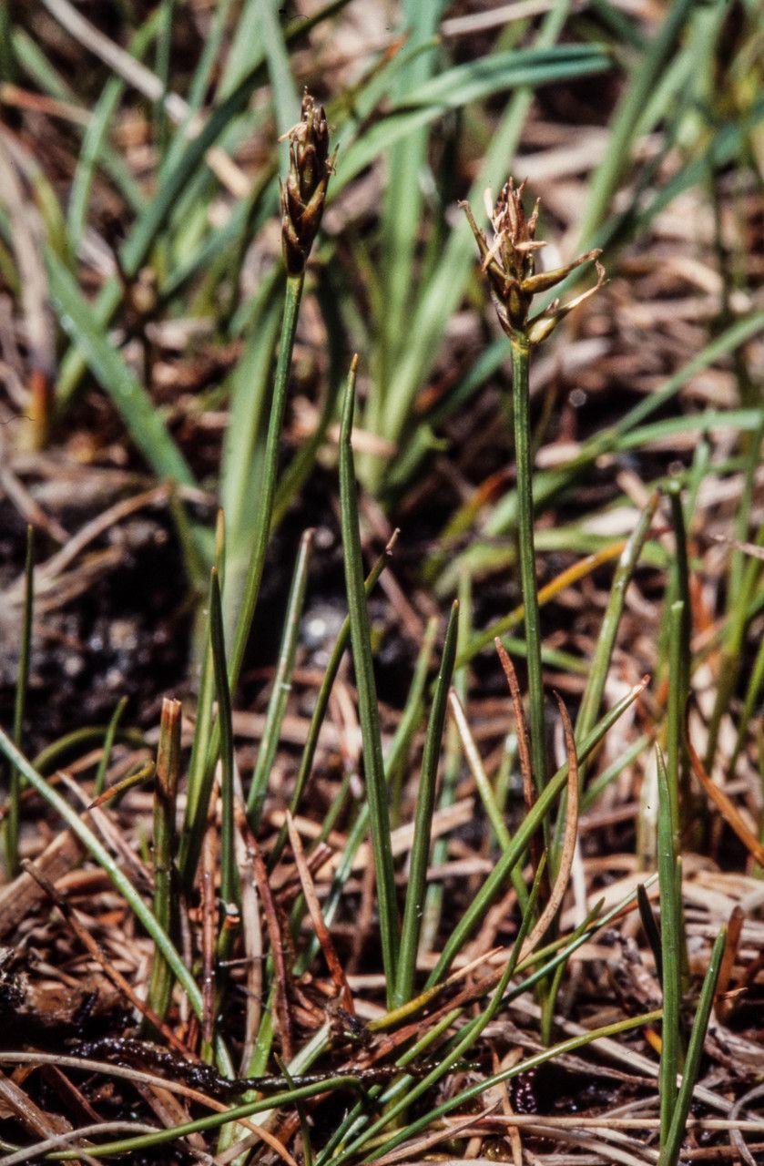 Carex microglochin habit