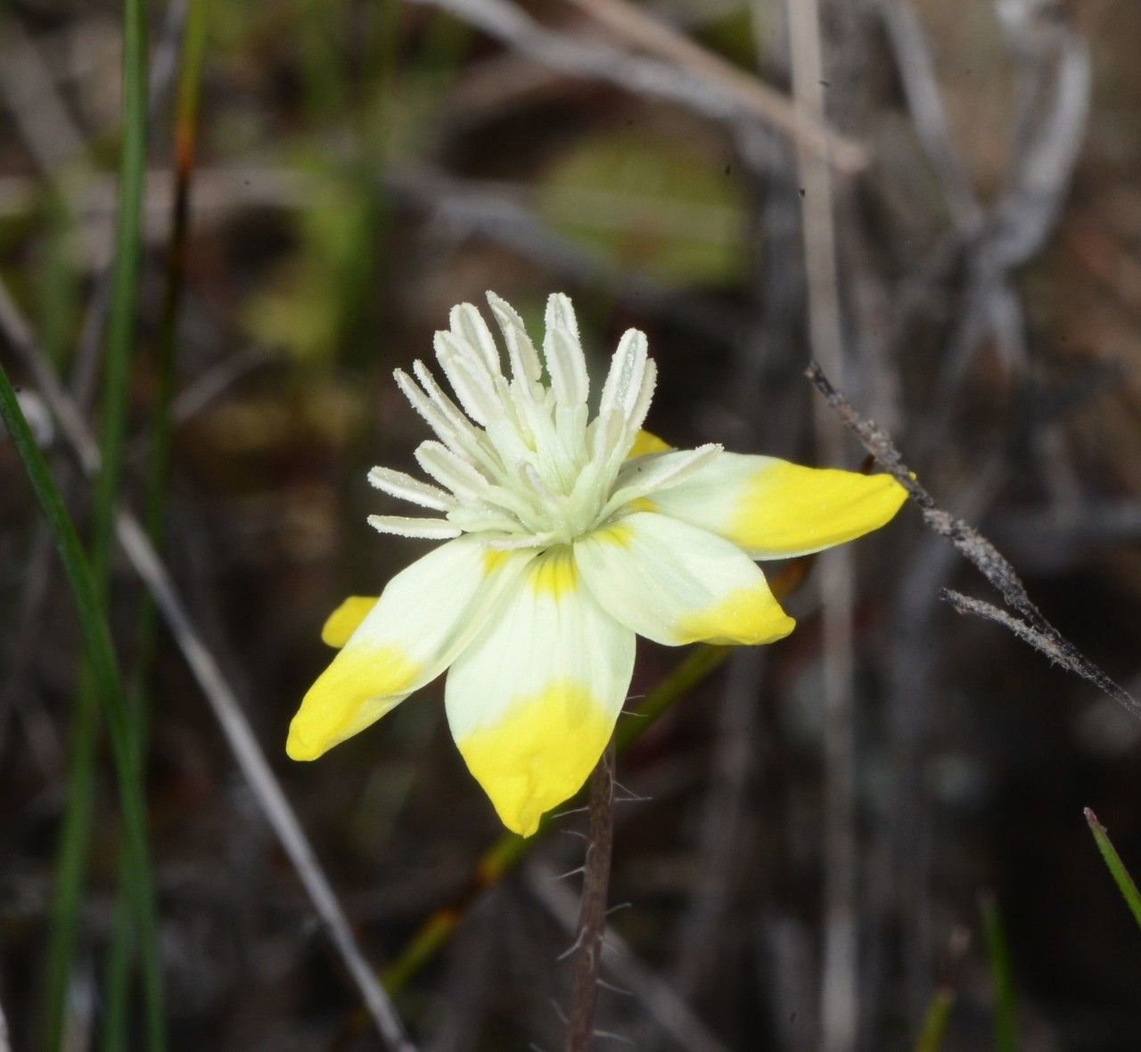 Platystemon californicus flower