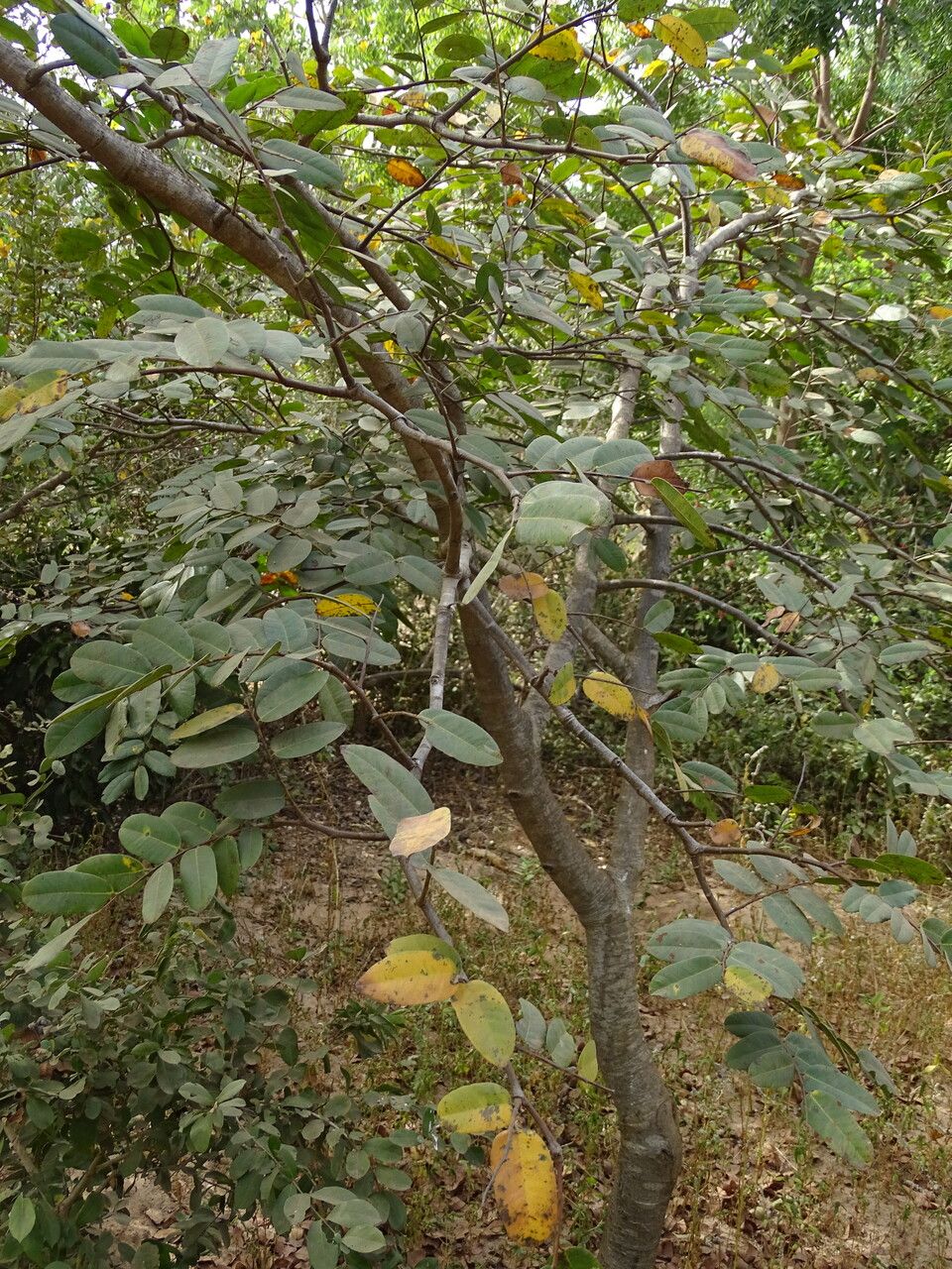 Detarium senegalense habit