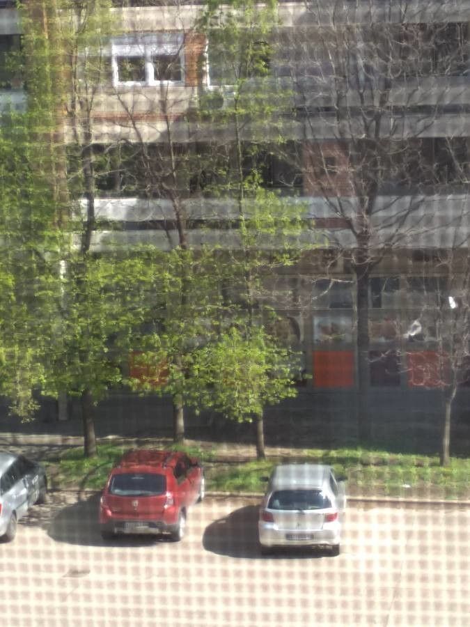 Rhodostemonodaphne elephantopus habit