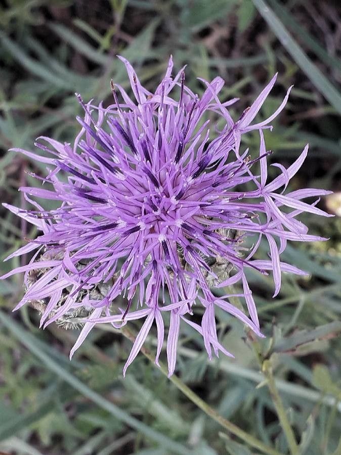 Centaurea scabiosa flower