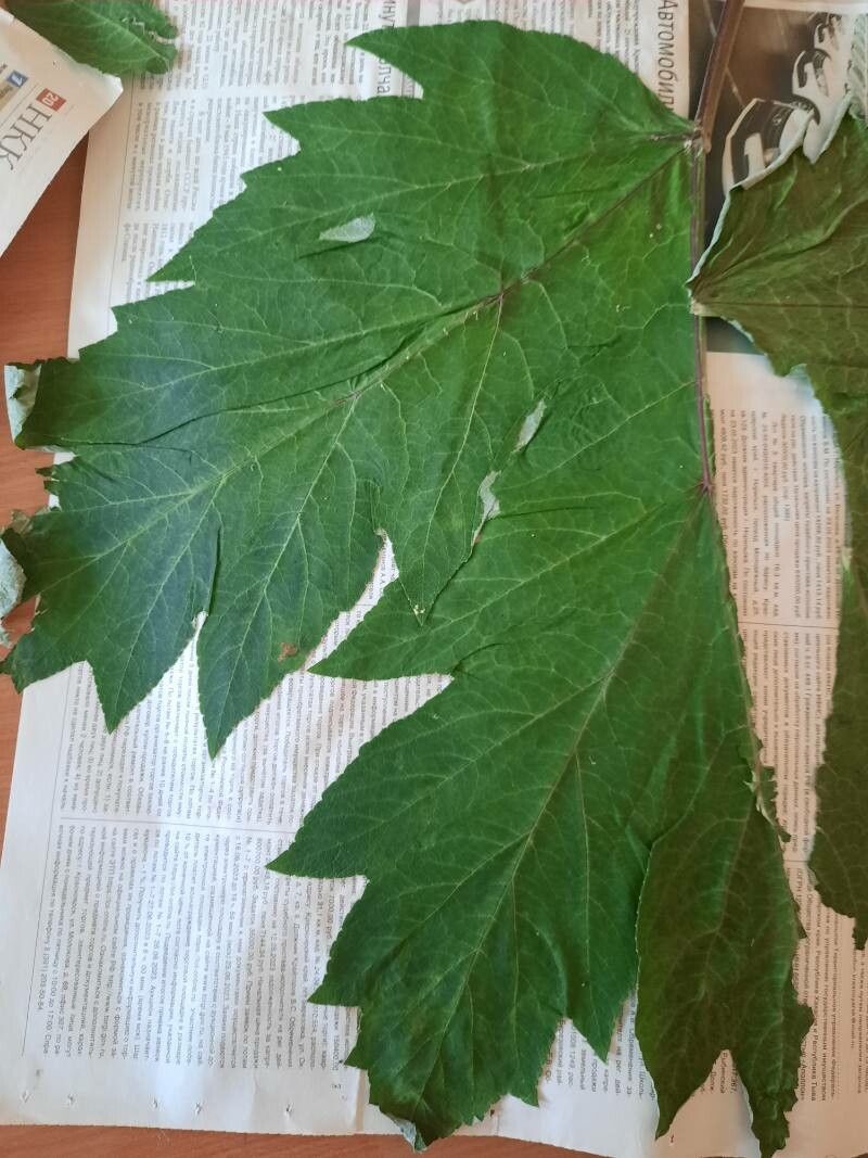 Heracleum dissectum — search result for 'Heracleum'