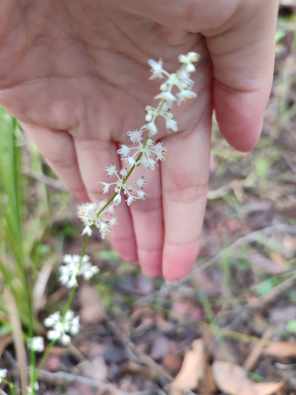 Lomandra nigricans flower