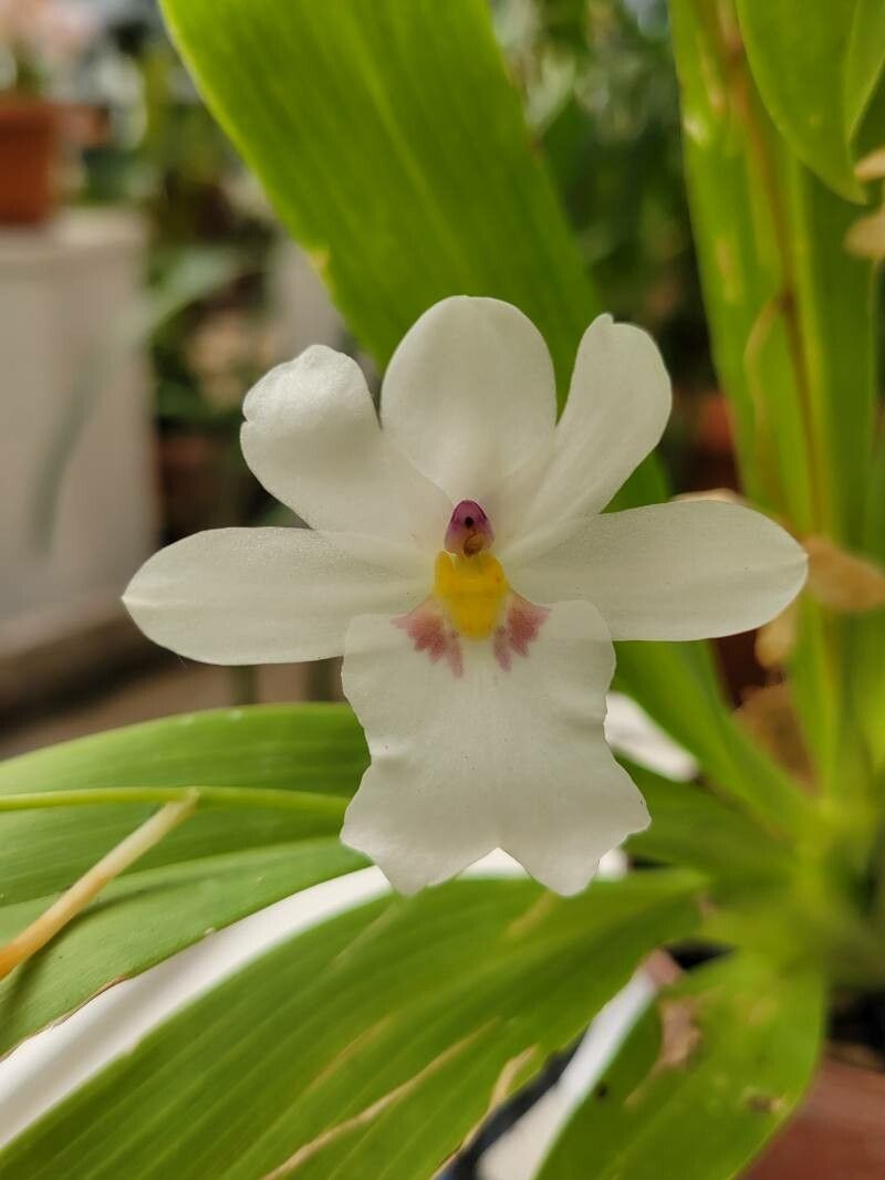 Miltoniopsis warszewiczii — related species from the same genus