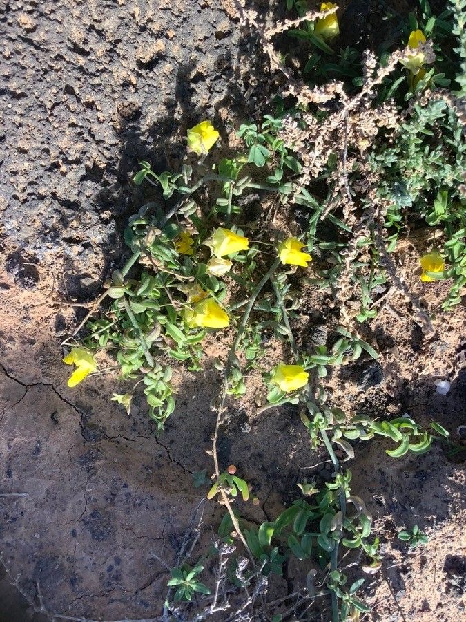Kickxia heterophylla flower