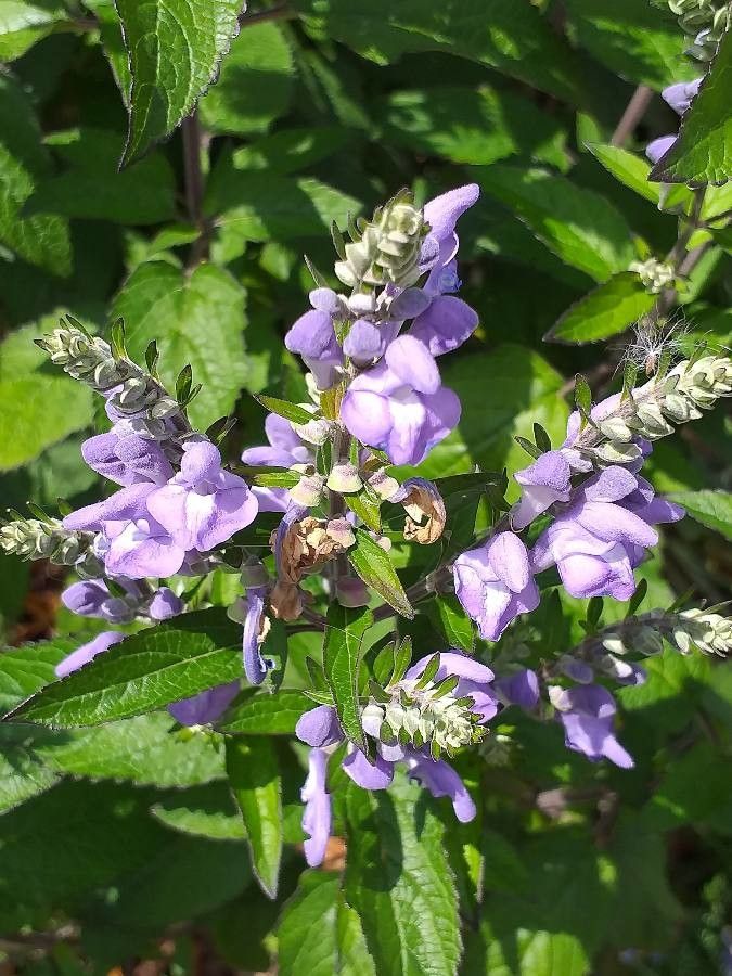 Scutellaria incana flower
