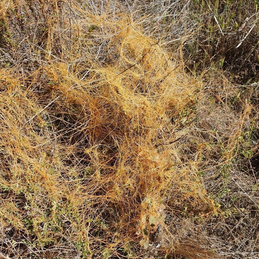Cuscuta denticulata leaf