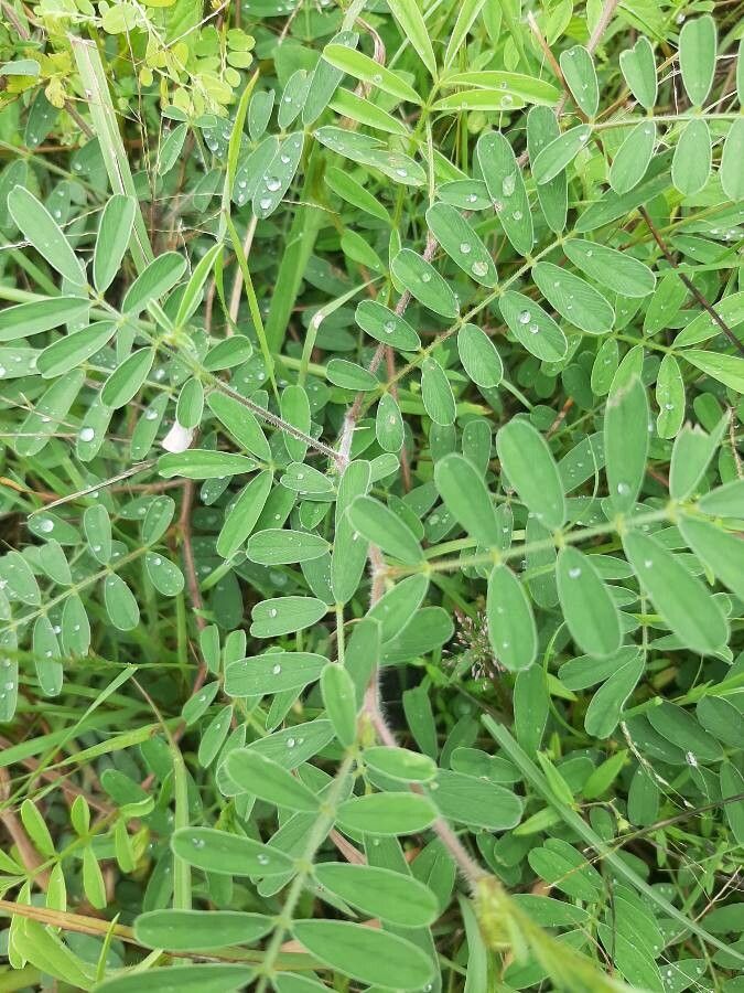 Tephrosia cinerea — search result for 'Tephrosia'