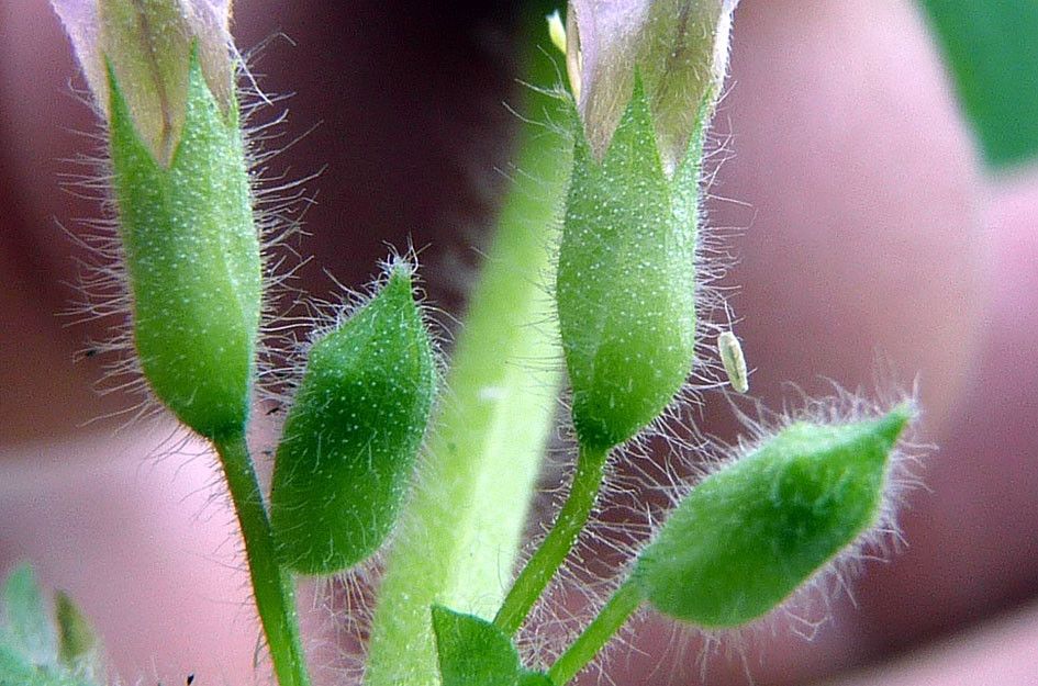 Teucrium scordium fruit