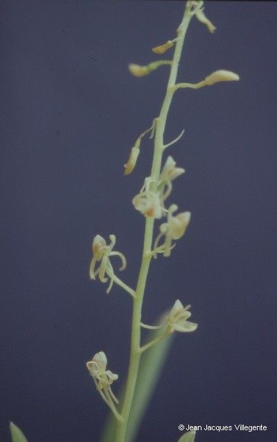 Liparis phalacrocorax — houseplant care guide