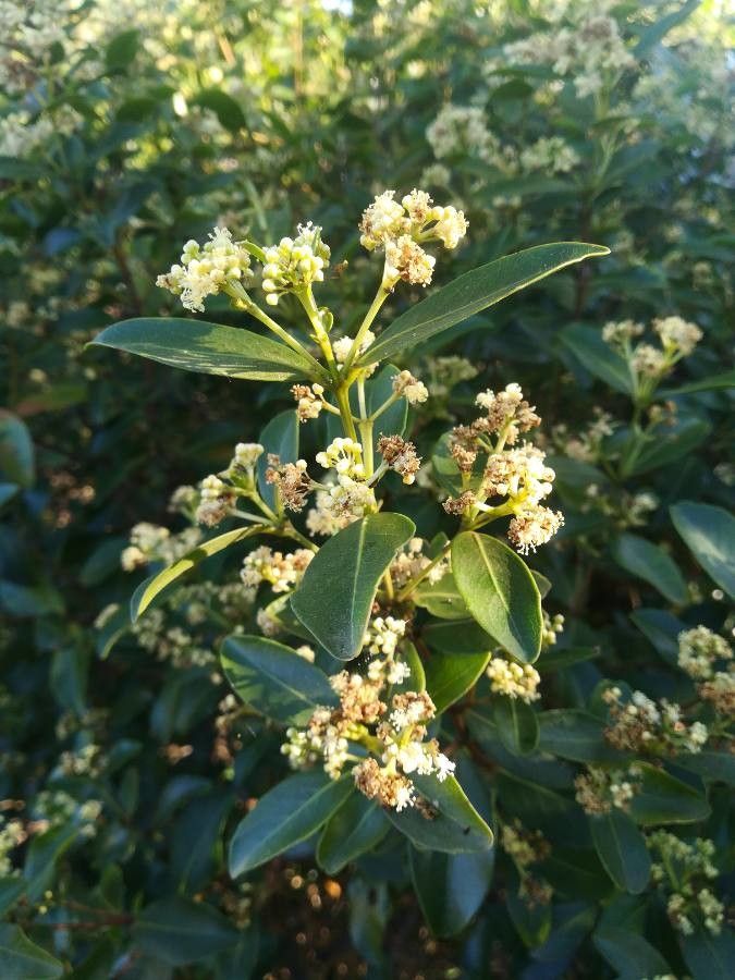 Corynocarpus dissimilis flower