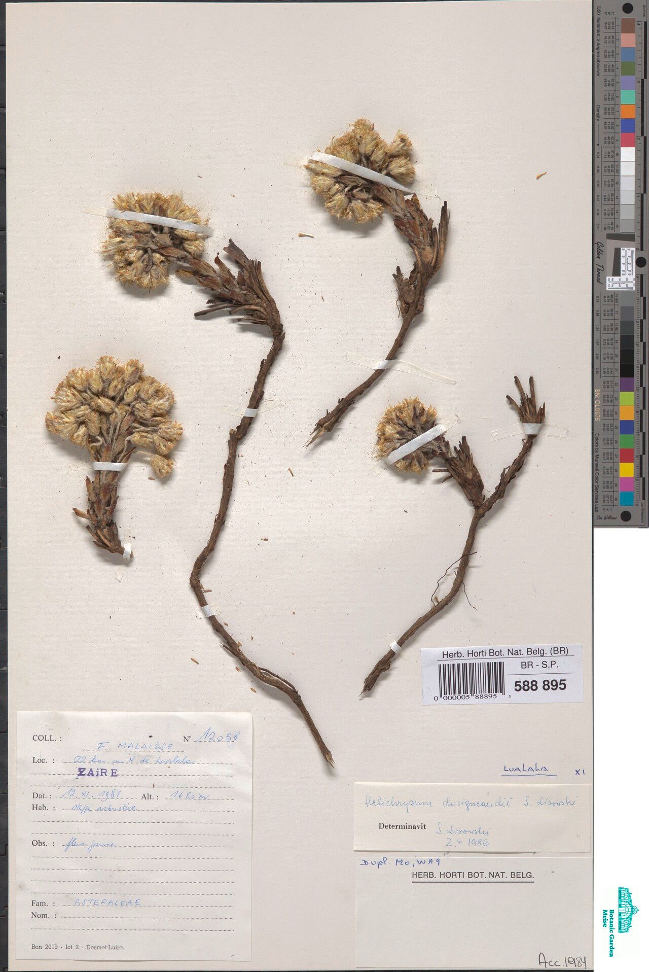 Helichrysum duvigneaudii — search result for 'Helichrysum'