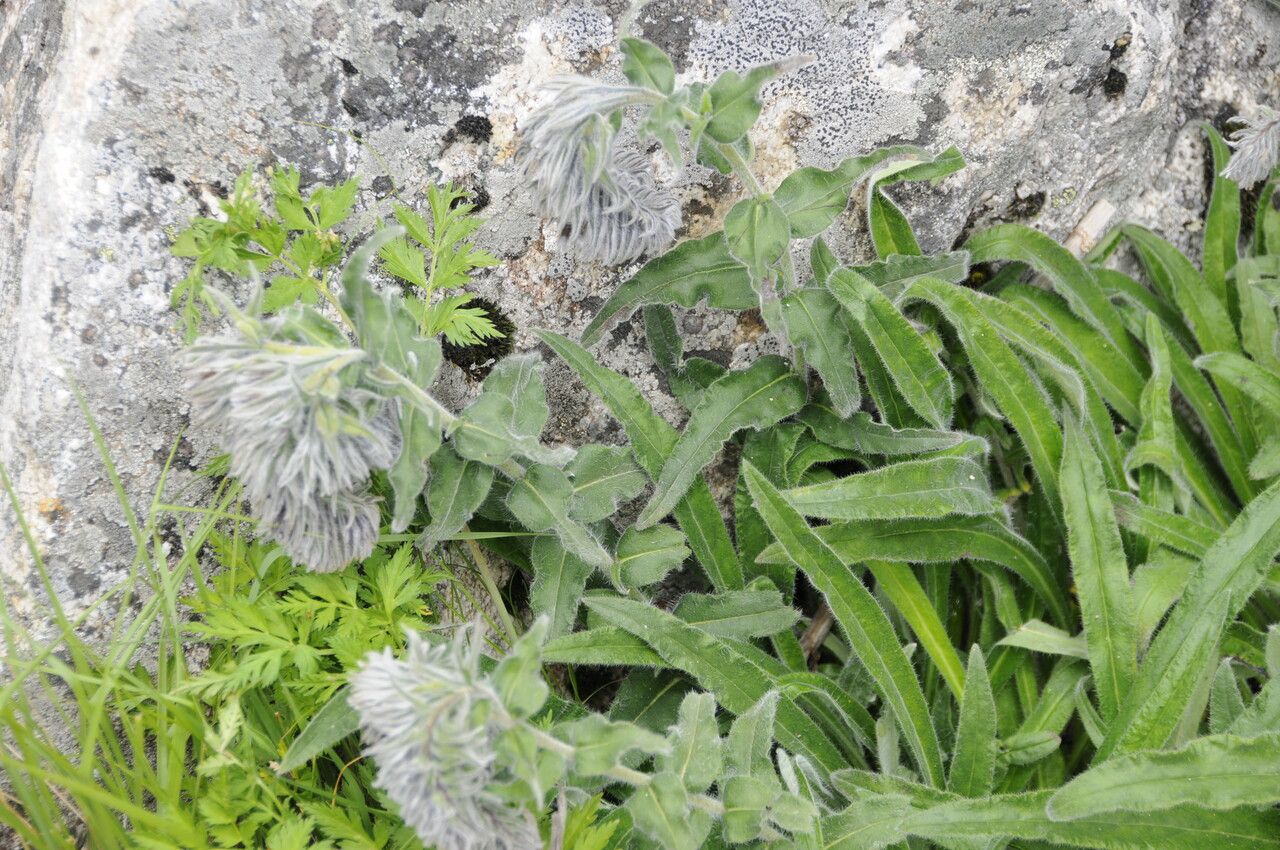 Onosma bracteata habit