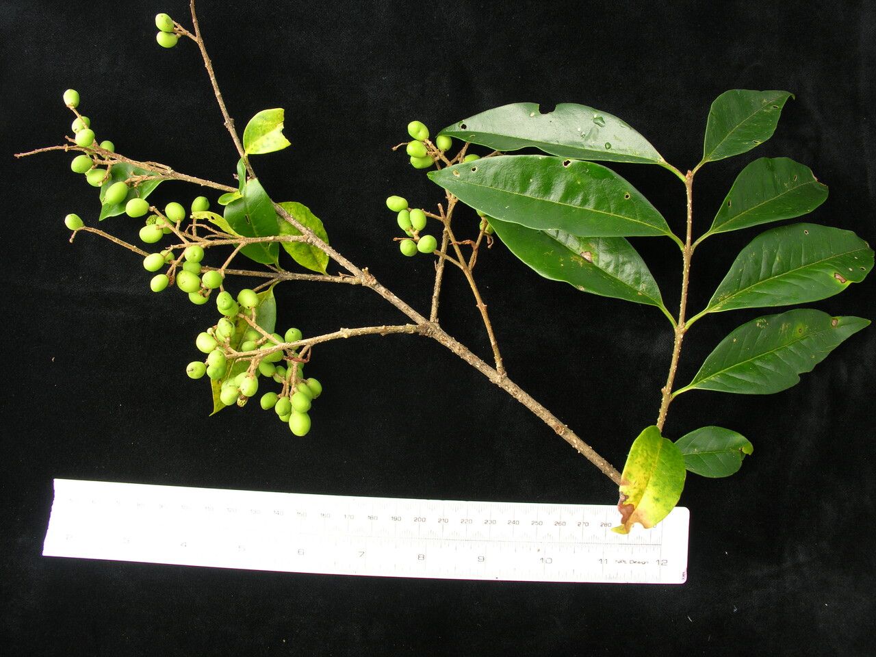 Ligustrum confusum habit