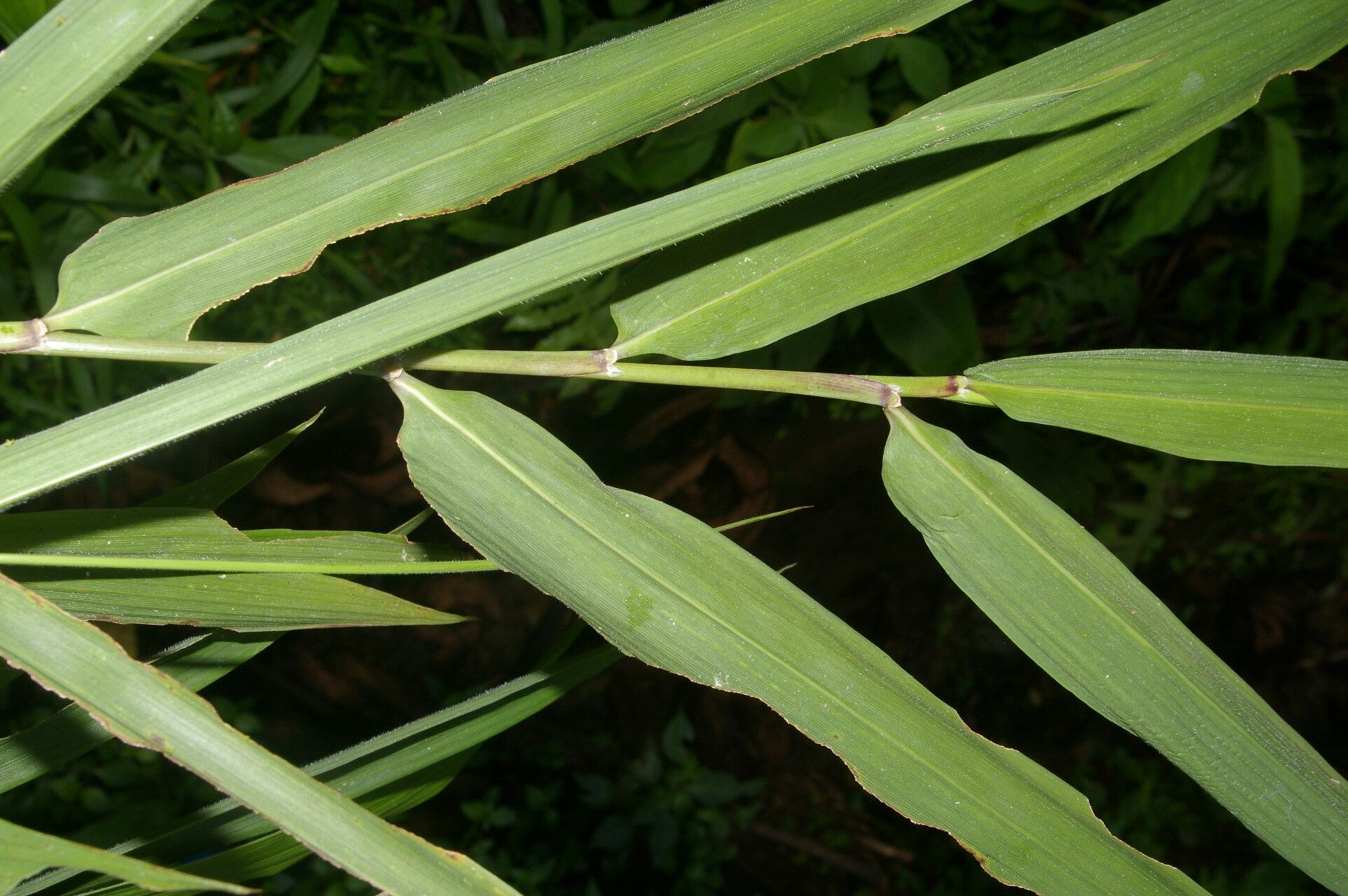 Chusquea patens — houseplant care guide