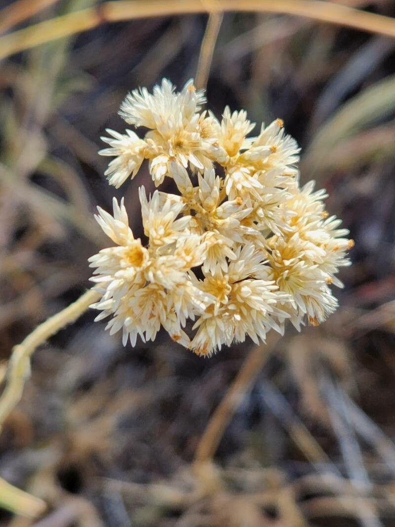Helichrysum glumaceum fruit