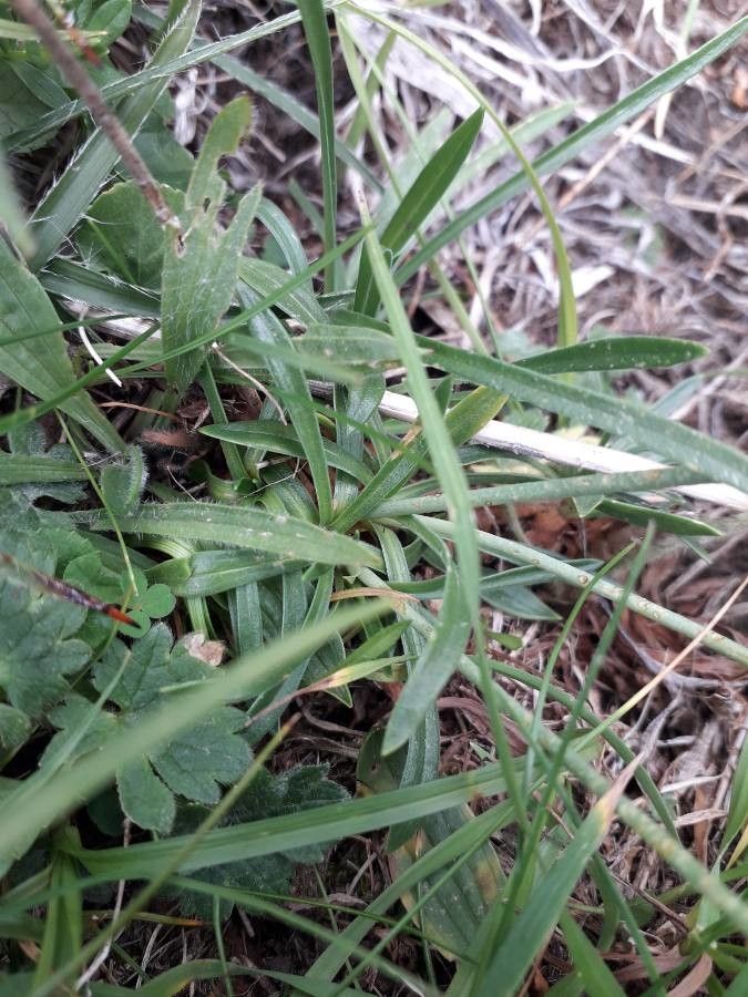 Armeria pubinervis leaf