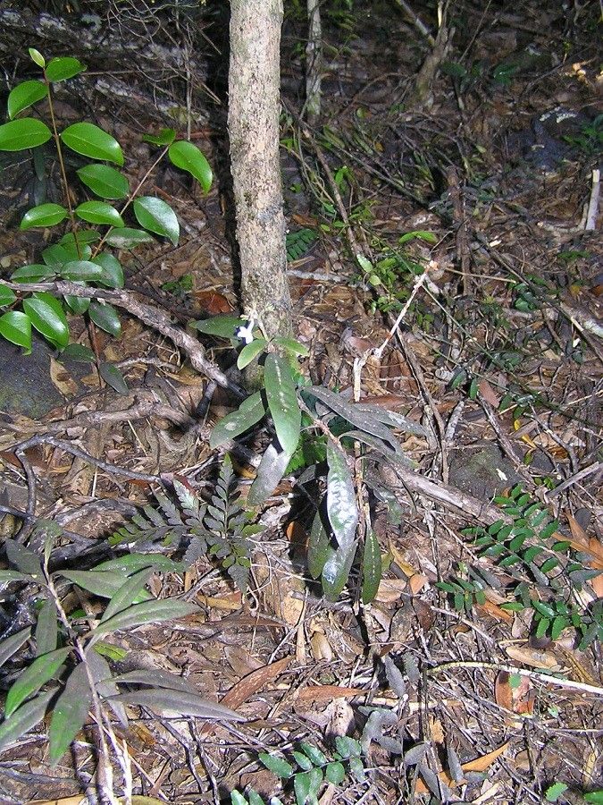 Psychotria montrouzieri habit
