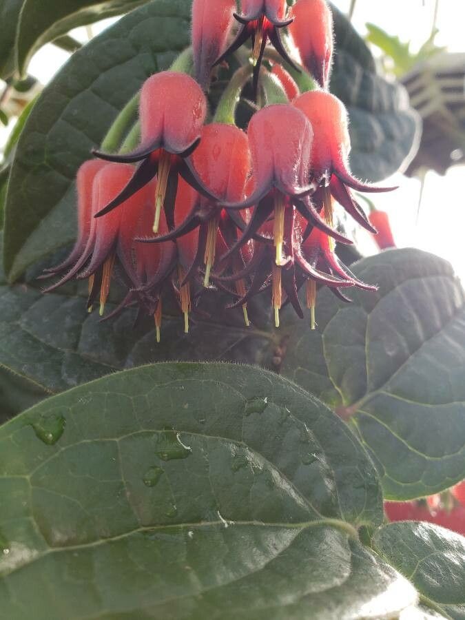 Ceratostema silvicola flower