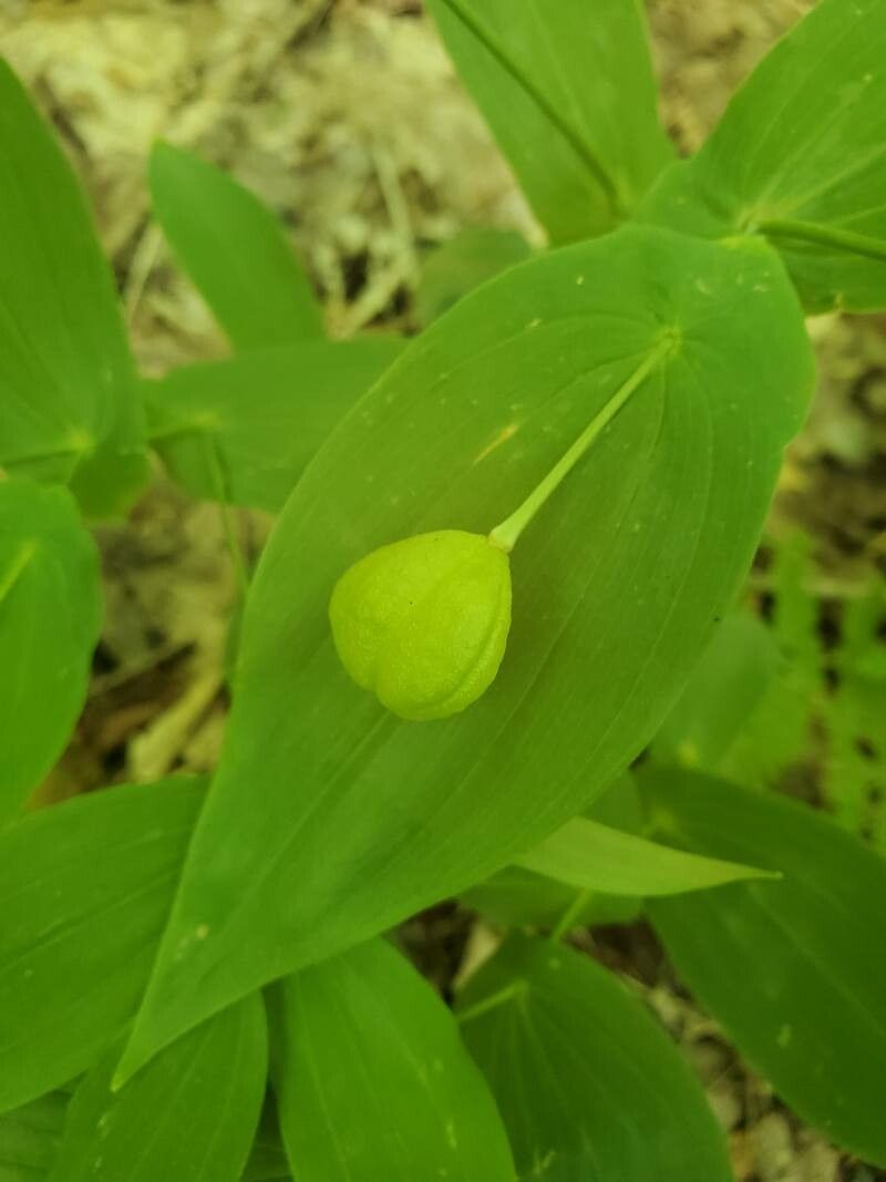 Uvularia perfoliata fruit