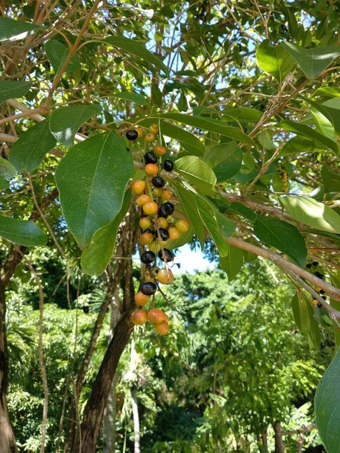 Citharexylum spinosum fruit