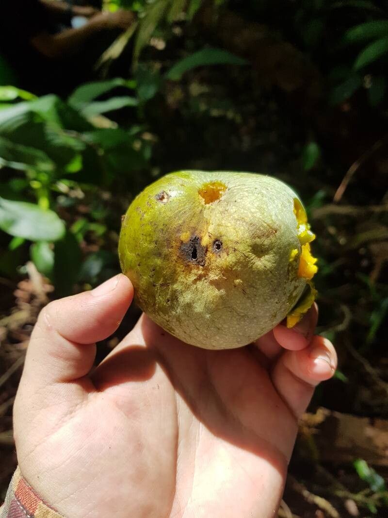 Annona amazonica fruit