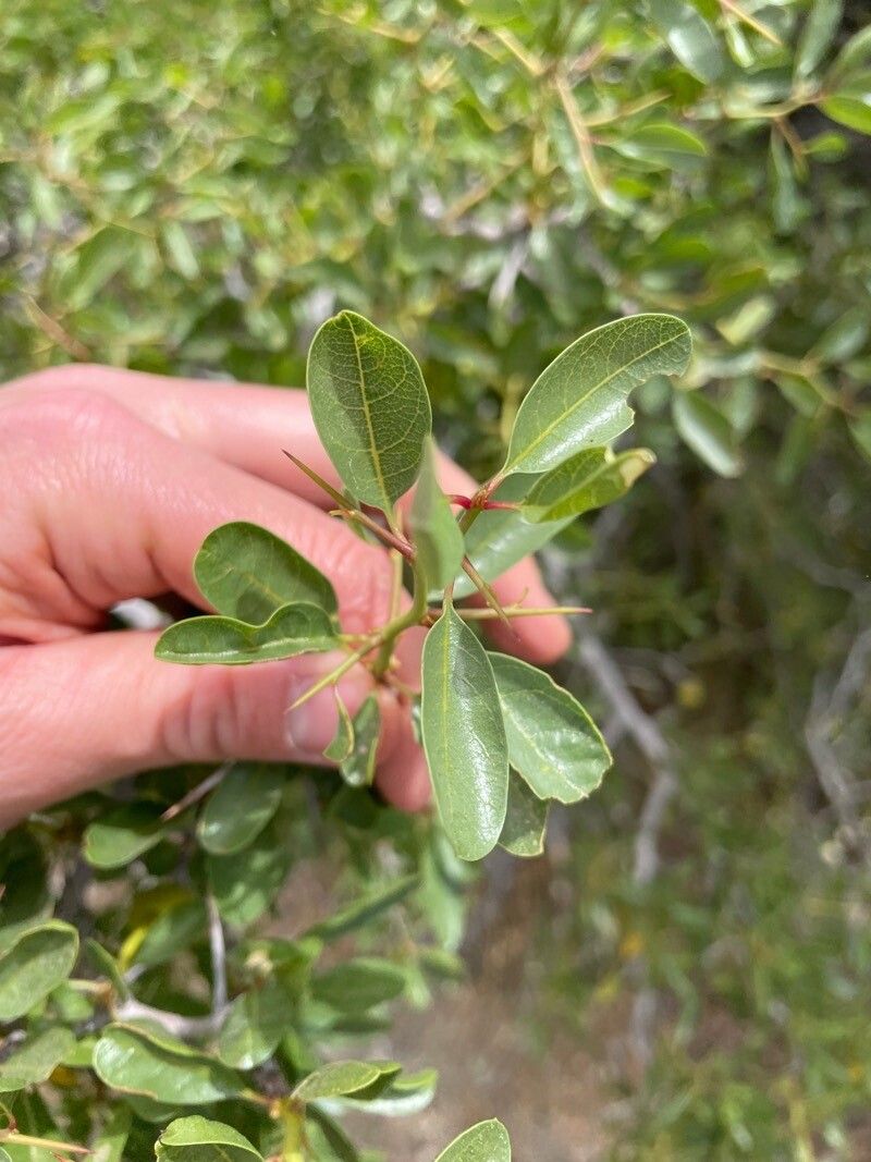 Sideroxylon reclinatum — houseplant care guide