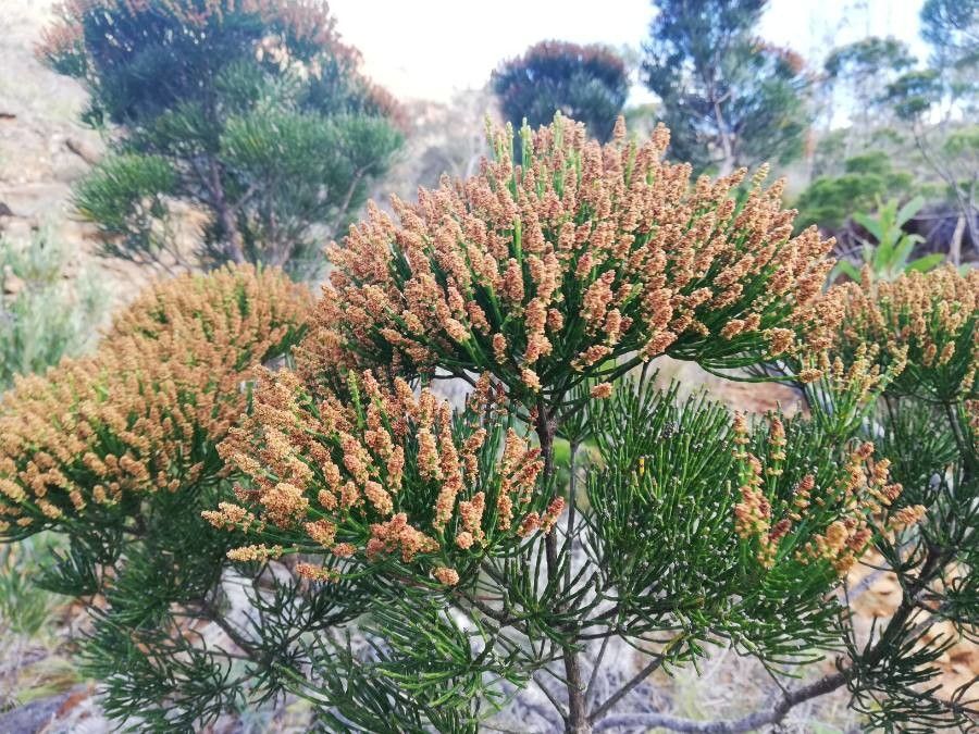 Gymnostoma deplancheanum flower