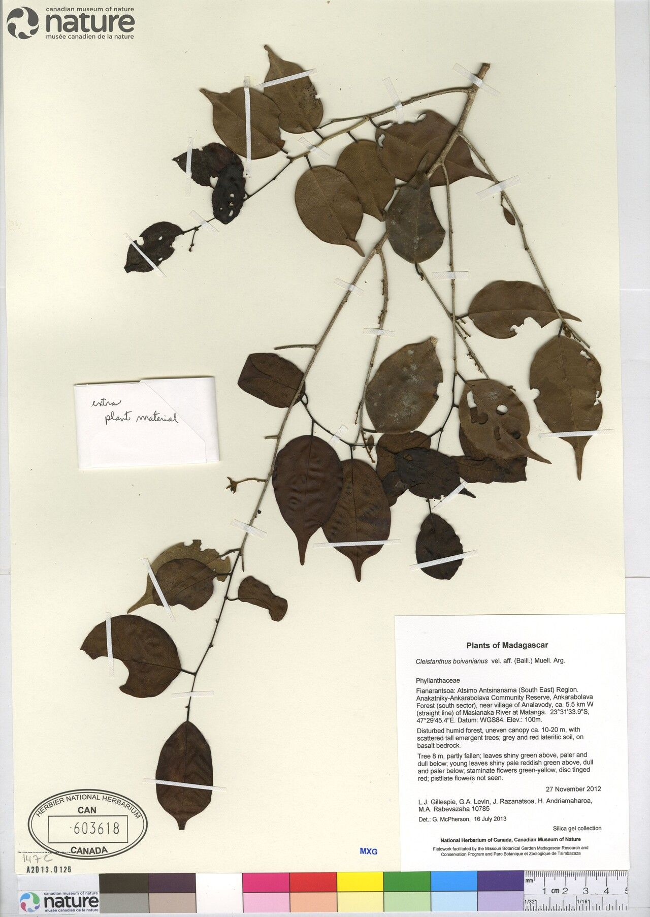 Cleistanthus boivinianus — related species from the same genus