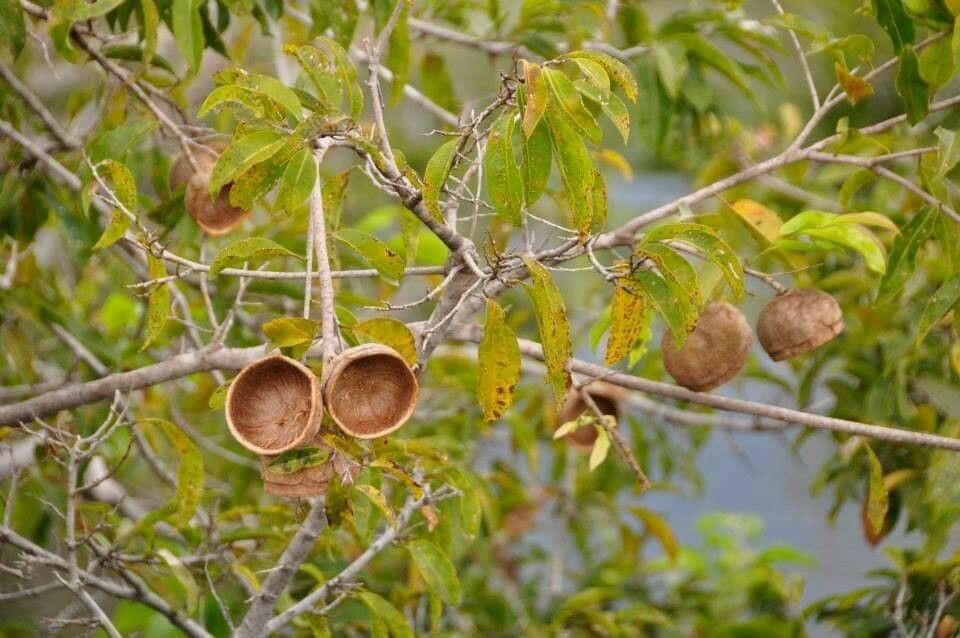 Hexalobus monopetalus fruit