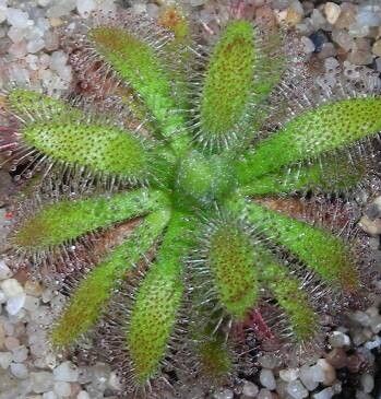 Drosera schwackei — search result for 'Drosera'