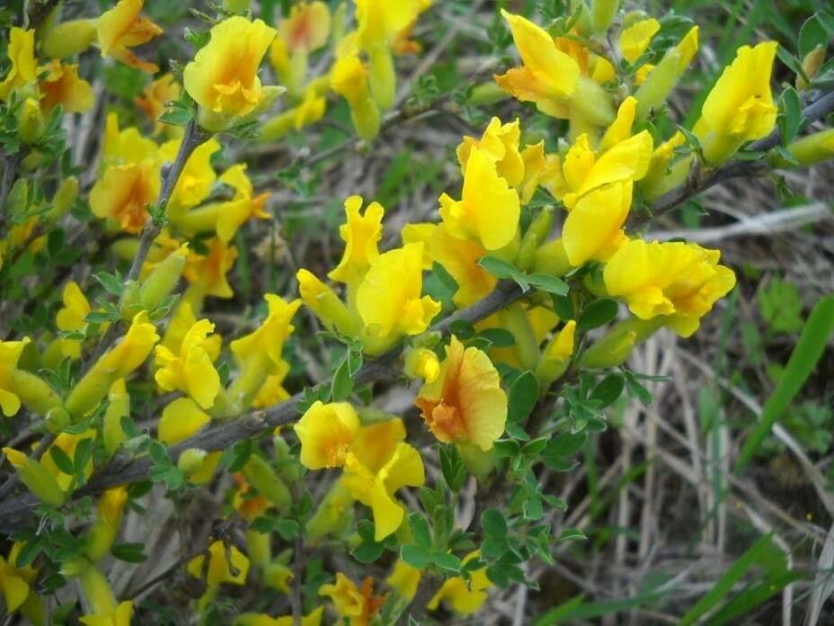 Cytisus hirsutus flower