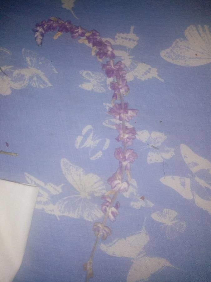 Lupinus densiflorus fruit