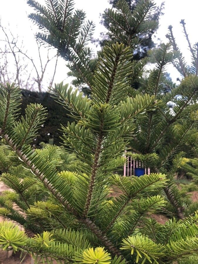 Abies homolepis — search result for 'Abies'