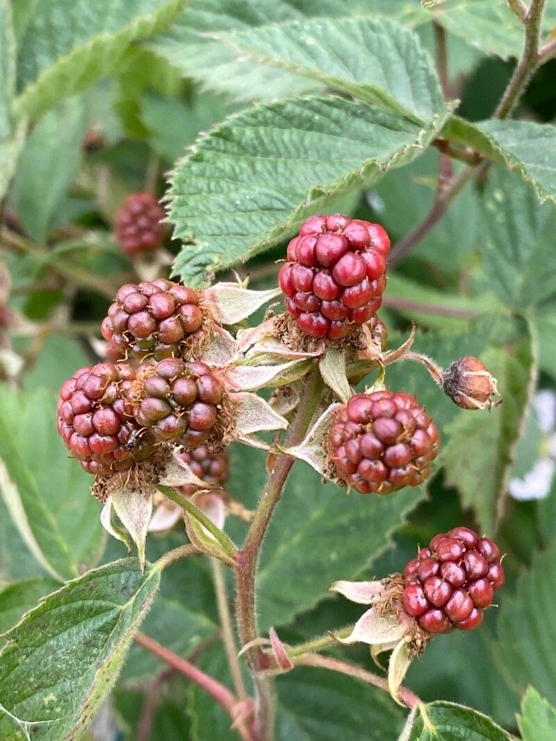 Rubus scaber fruit