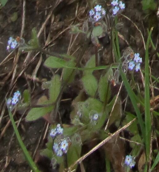 Myosotis ramosissima flower