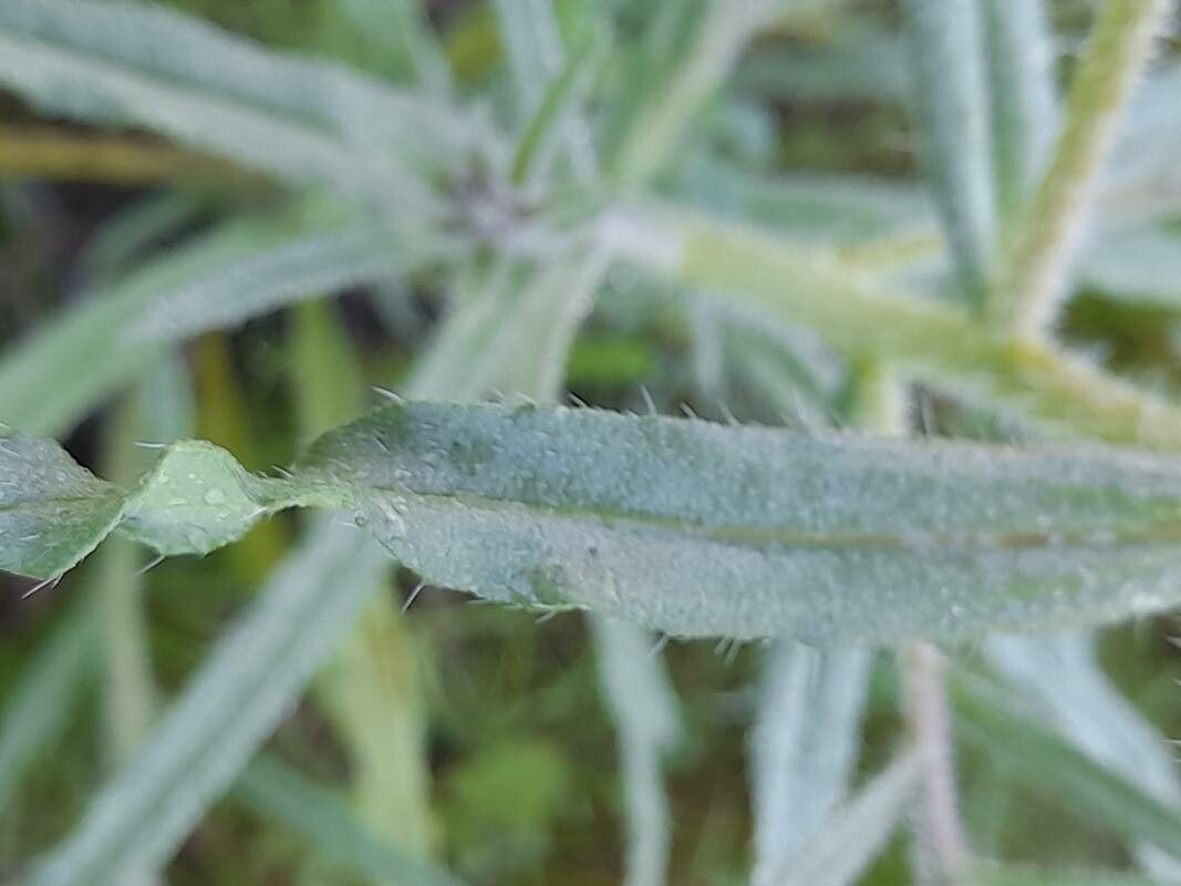 Arnebia decumbens — houseplant care guide