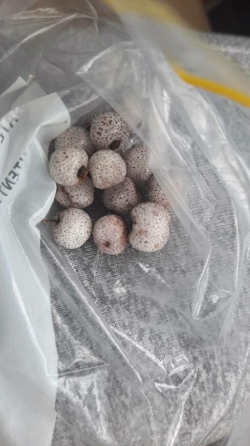 Austromyrtus dulcis fruit