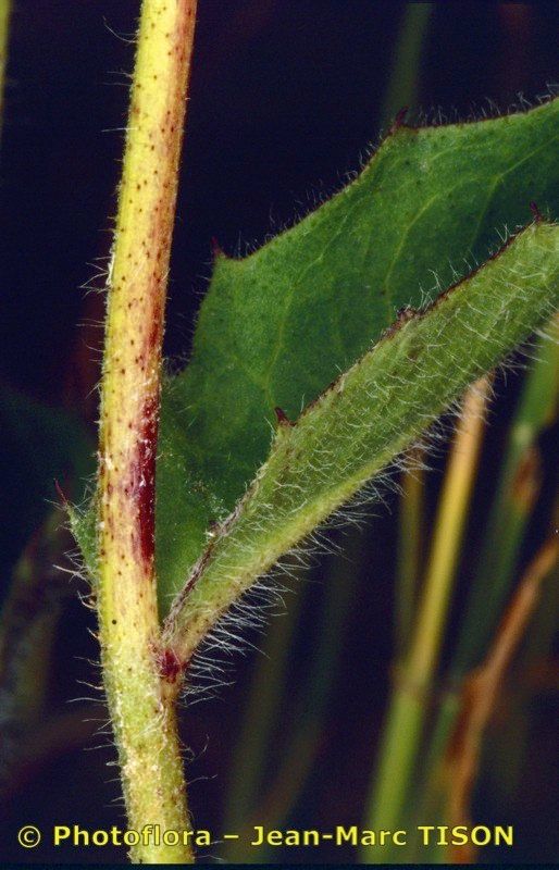 Hieracium bocconei bark